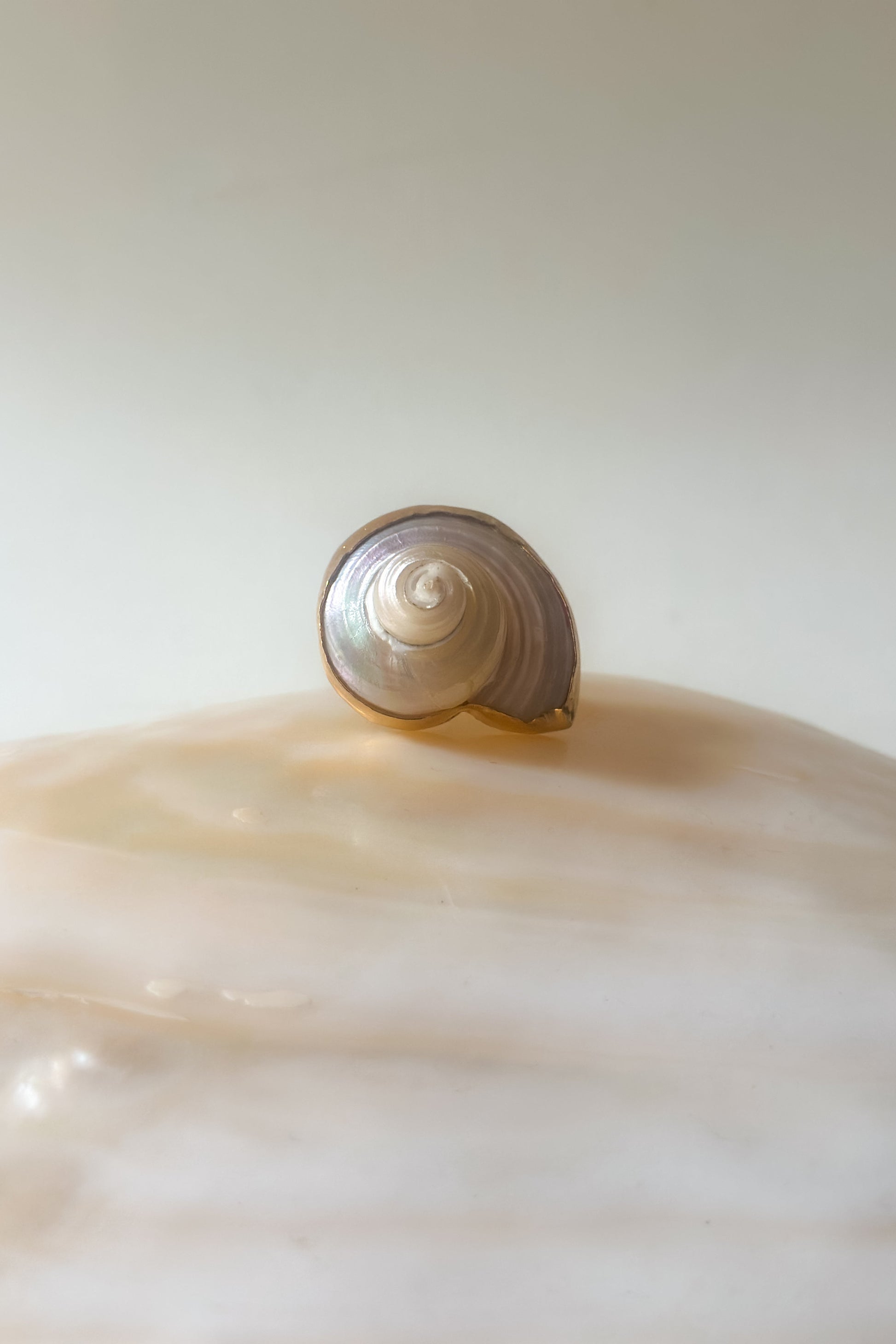 Shell Ring on a larger shell with a neutral background